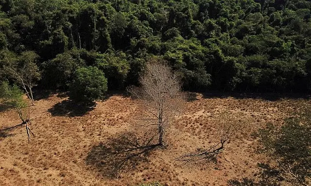 Desmatamento no Cerrado cresceu 31,2% em 2022