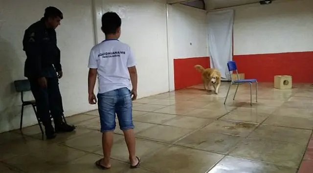 Estudantes de Aquidauana se encantam com cães do Canil da Forçta Tática da PM