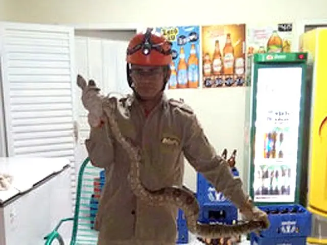 Jiboia é capturada em meio a caixas de cerveja em conveniência