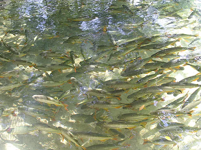 Governo de MS diminui valores para a emissão de autorização de pesca