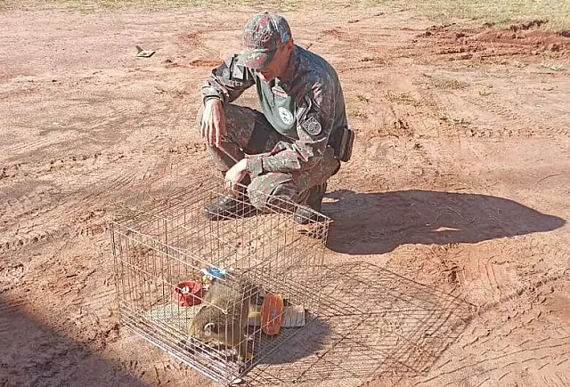 Quati é capturado dentro de casa após ser acuado por cães