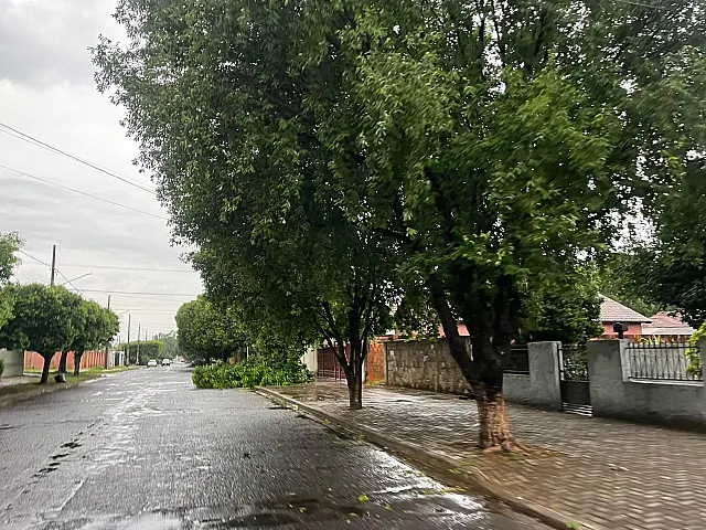 Chuva e ventos fortes já provocam quedas de árvores em Aquidauana