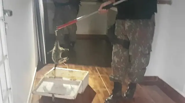 Gambá é resgatado em imóvel no bairro Aeroporto