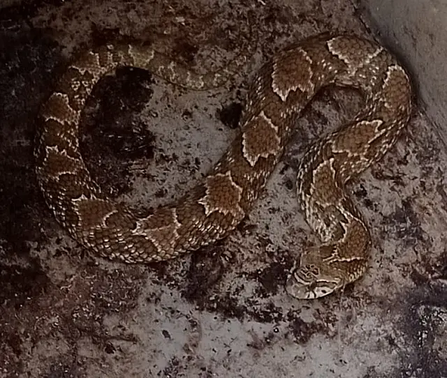 PMA captura serpente dentro de piscina