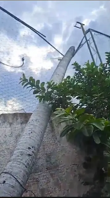Bombeiros atendem duas ocorrências de queda de árvores em Corumbá