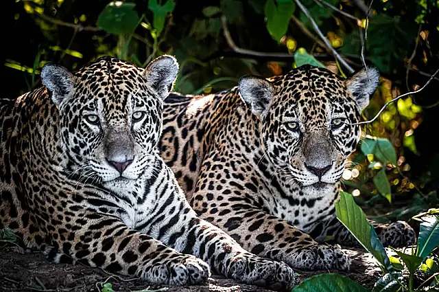 Fotógrafo capta onças-pintadas em raro momento no Pantanal