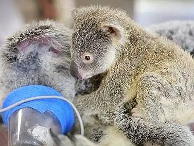 Filhote de coala dá show de fofura ao demonstrar amor pela mãe atropelada