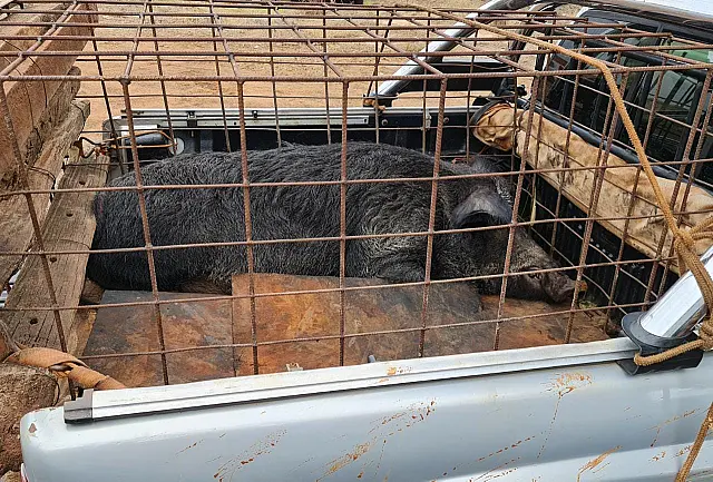 Motorista é autuado por capturar javali de 150 kg na MS-289 de Naviraí