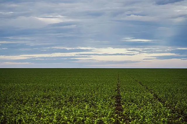 Produção agrícola aumenta área colhida em 2017, mas valor caiu 0,6%