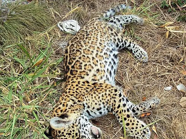 Onça-pintada é encontrada morta na região de Aquidauana