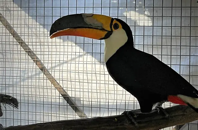 Tucano ganha prótese de bico feita com impressora 3D