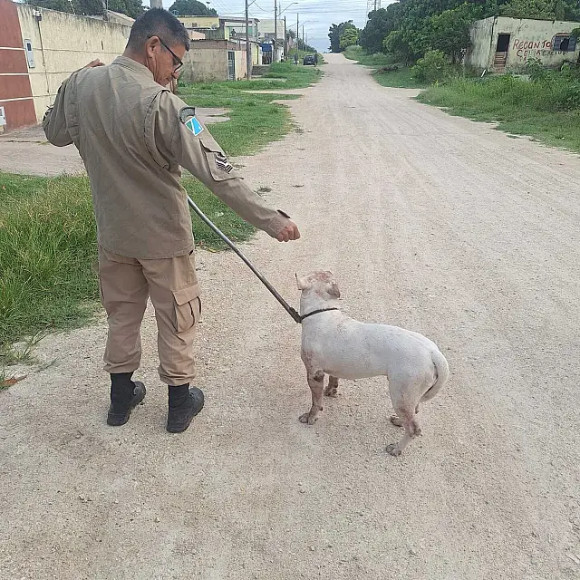 Guarnição do 3º GBM contém cão solto em via pública em Ladário