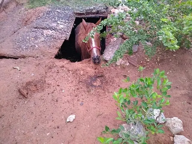 Em Corumbá, cavalo cai em fossa e já é o 5º resgatado pelos bombeiros este ano