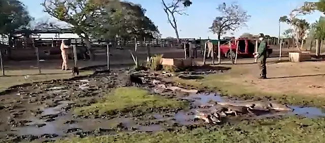 Com fome e sede, jacarés são socorridos e alimentados por frigorífico e supermercado