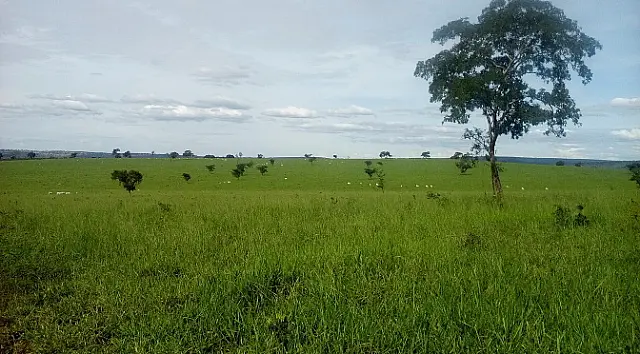 PMA autua pecuarista em R$ 229 mil por desmatamento ilegal de vegetação nativa