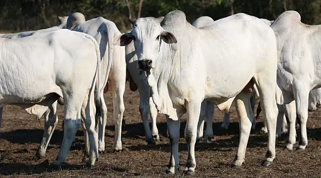 Meta de abates pelo Carne Orgânica e Sustentável do Pantanal é de 30 mil para 2019