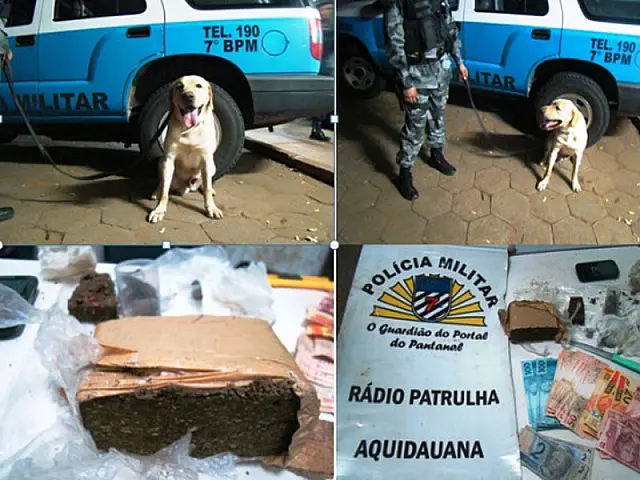Cão farejador ajuda PM a fechar 'boca de fumo' em Anastácio