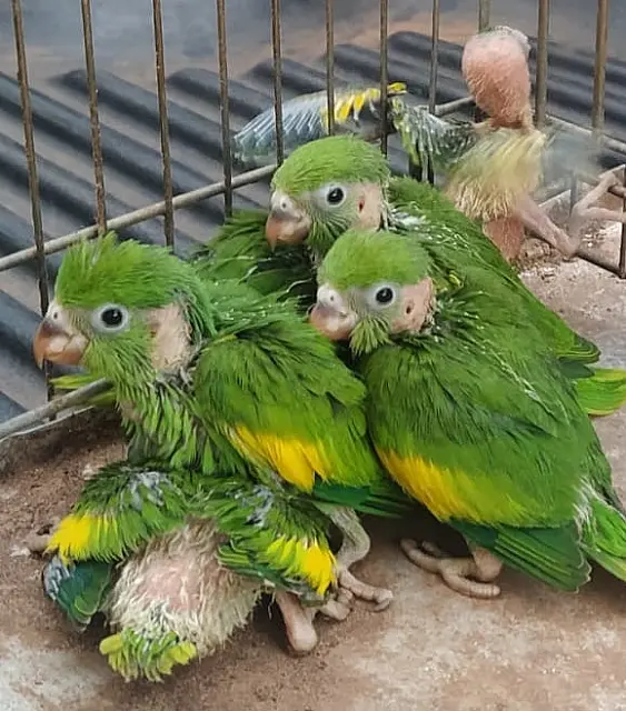 Homem encontra 6 filhotes de periquito e entrega à polícia em Jardim
