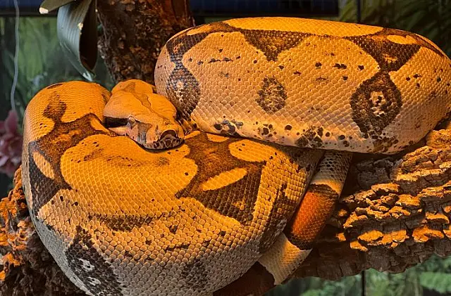 Bioparque garante 2ª chance para jiboia Rachel Carson