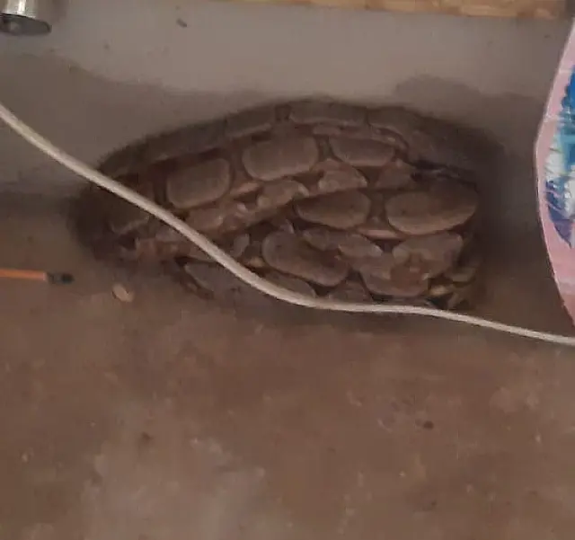 Mulher encontra jiboia na sala de casa em Corumbá