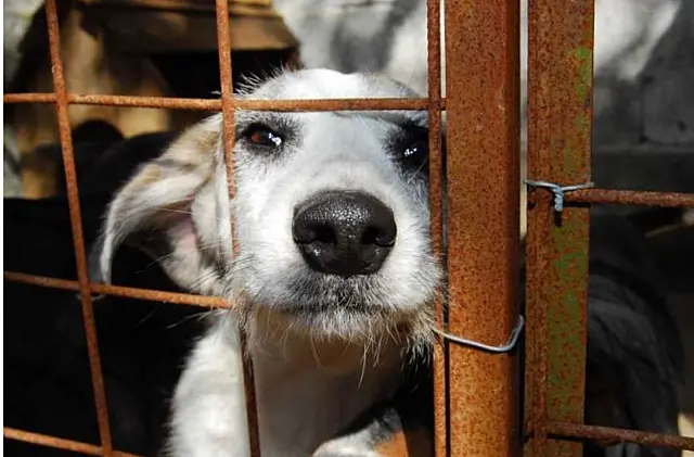 Denúncia contra animais em MS é intensificada através de denúncia on-line