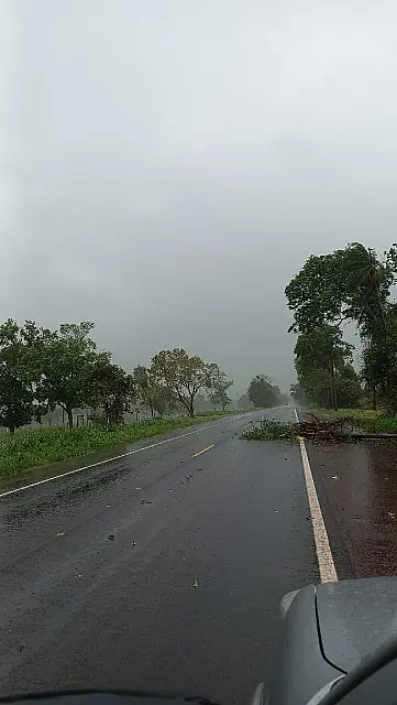Ventania derruba coqueiro no meio da BR-262, em Anastácio