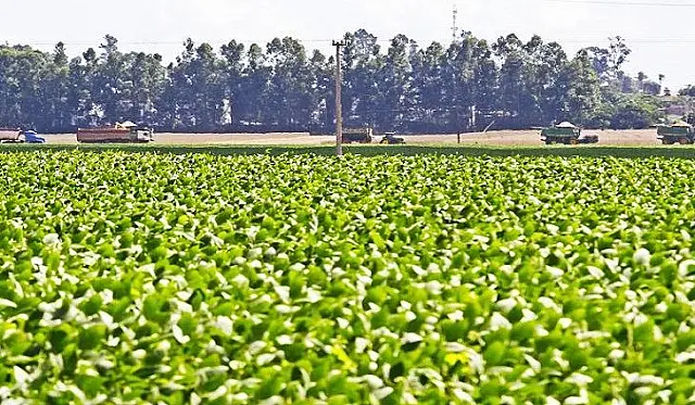Produtores familiares conseguem acesso a créditos e alavancam produção em MS