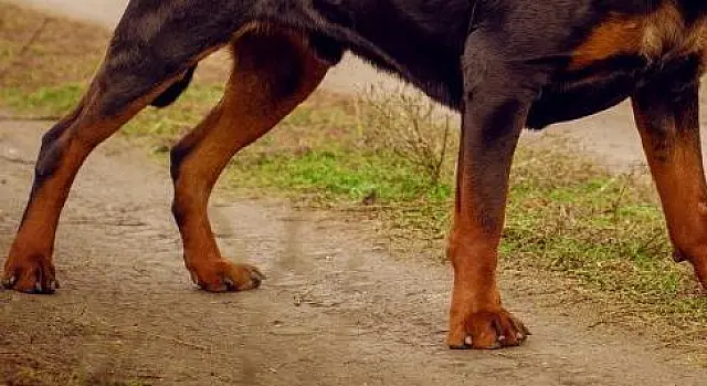 Homem invade casa para surrar pitbull, vizinha interfere e tem carro alvejado