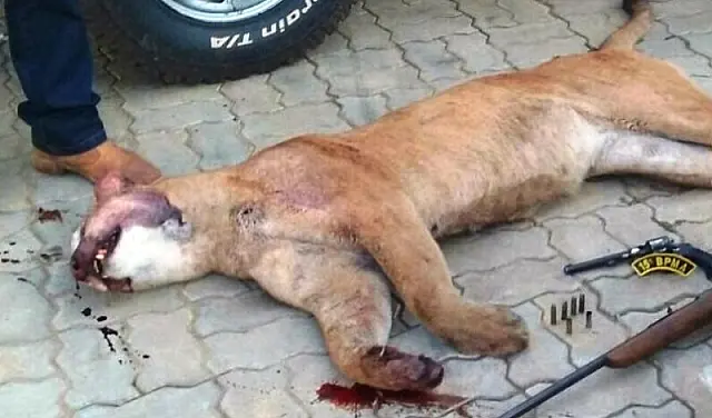 PMA prende caçador com onça em extinção abatida