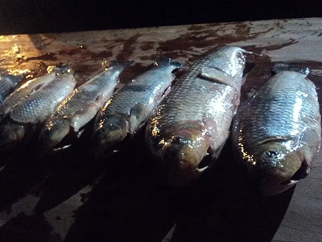 PMA autua turista por pesca de 55 kg de pescado ilegal do rio Aquidauana