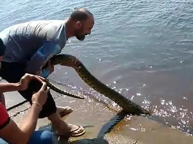Mineiro filmado maltratando sucuri em MS é multado e pousada é fechada