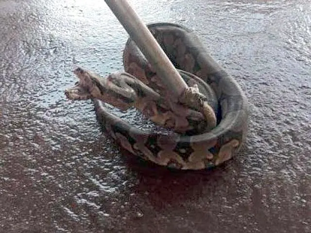 Morador encontra jiboia de um metro de comprimento na varanda de casa