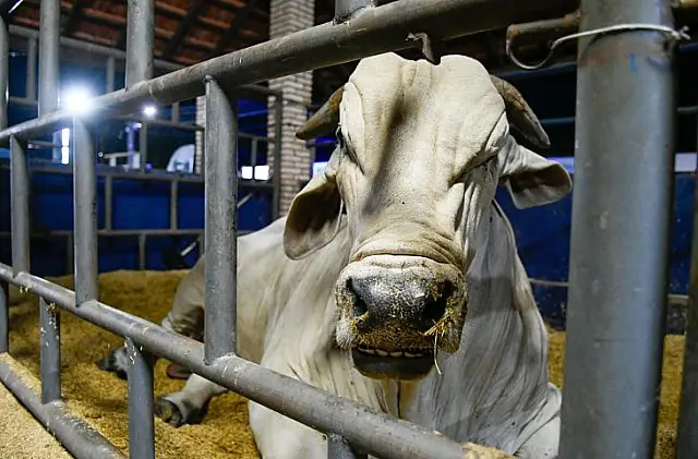 MS recebe status de área livre de aftosa e apto para ampliar mercados da carne