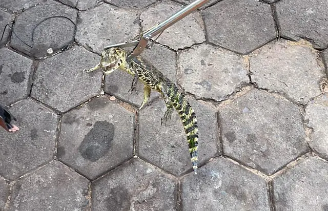 Filhotes de jacaré tentam entrar em varanda de casa em Corumbá