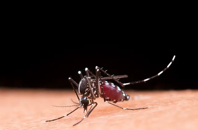 MS registra 15.351 casos confirmados de dengue