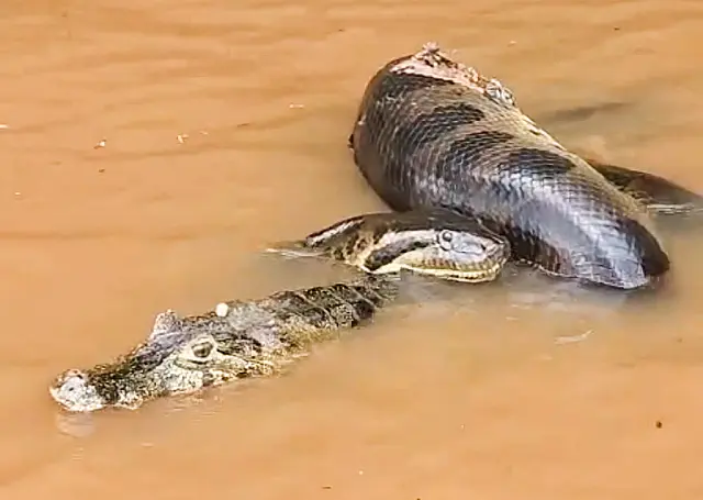 Duelo de Gigantes: Sucuri é flagrada dominando jacaré no Rio Miranda