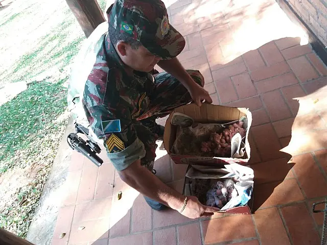 PMA Operação Independência com foco na pesca predatória e tráfico de papagaios