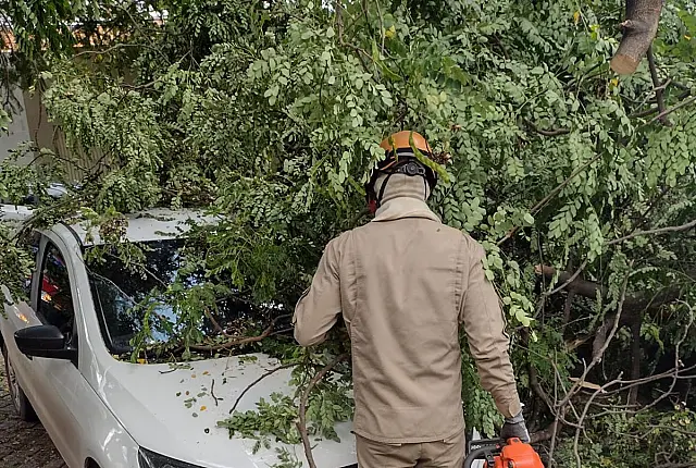 Mais um carro fica danificado por queda de galho no Centro