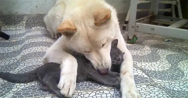Mulher registra BO contra vizinha por causa de cão que matou seu gato