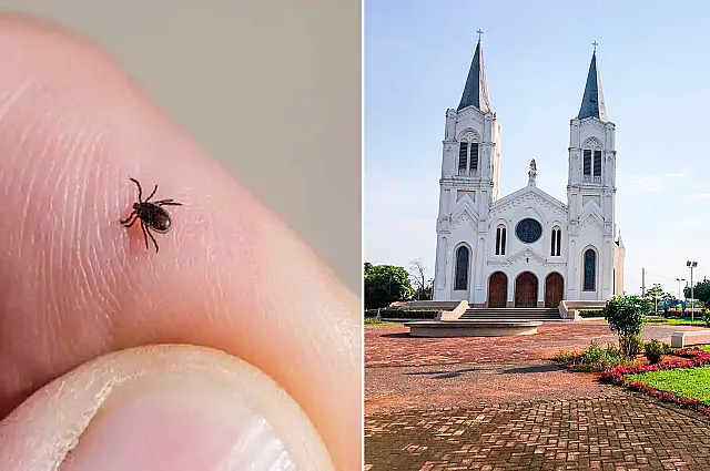 Febre maculosa coloca Aquidauana em alerta