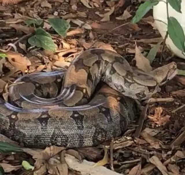 Polícia resgata jiboia de três metros em obra do Aquário do Pantanal