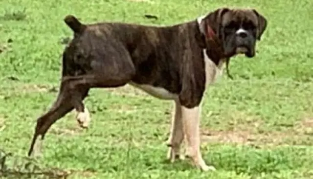 Pecuarista de MS oferece R$ 10 mil para quem achar cão desaparecido