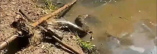 Sucuri é encontrada enroscada em rede de pesca