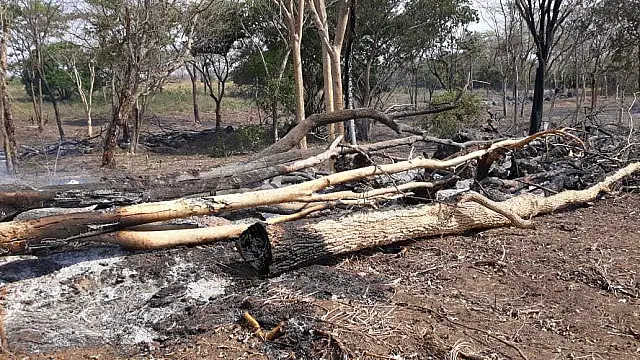 PMA autua fazendeiro por exploração ilegal de madeira e incêndio em vegetação nativa