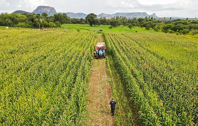 Agricultura familiar cresce com incentivos da prefeitura de Aquidauana