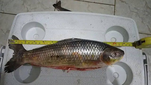 Aquidauanense é multado por pescado abaixo da medida
