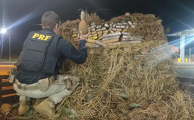PRF apreende mais de 800 kg de maconha e skunk dentro escondidas em carga de abacaxi