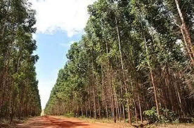Censo Agropecuário detecta crescimento de 862% na floresta plantada em MS