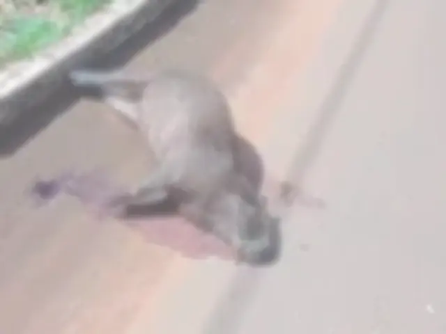 Mais uma capivara é encontrada morta por atropelamento
