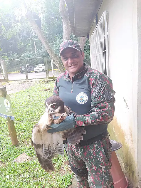 Coruja ameaçada de extinção é resgatada pela PMA com asa ferida na MS-040